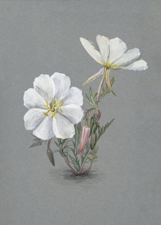 Wall Art Giant Helleborine (1880)