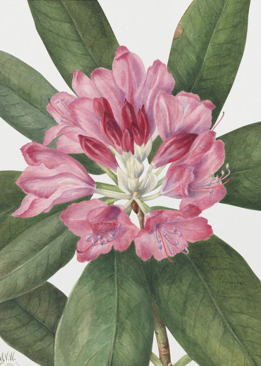 Wall Art Mountain Rose Bay (1932)