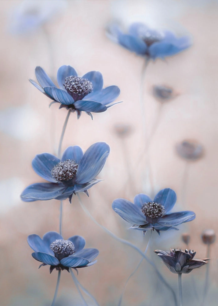Wall Art Cosmos blue