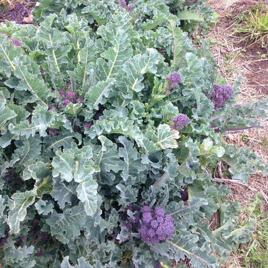 Purple Sprouting Broccoli