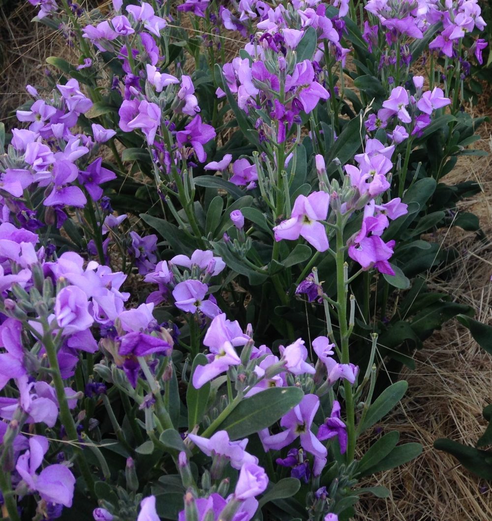 The Family Flower Pack