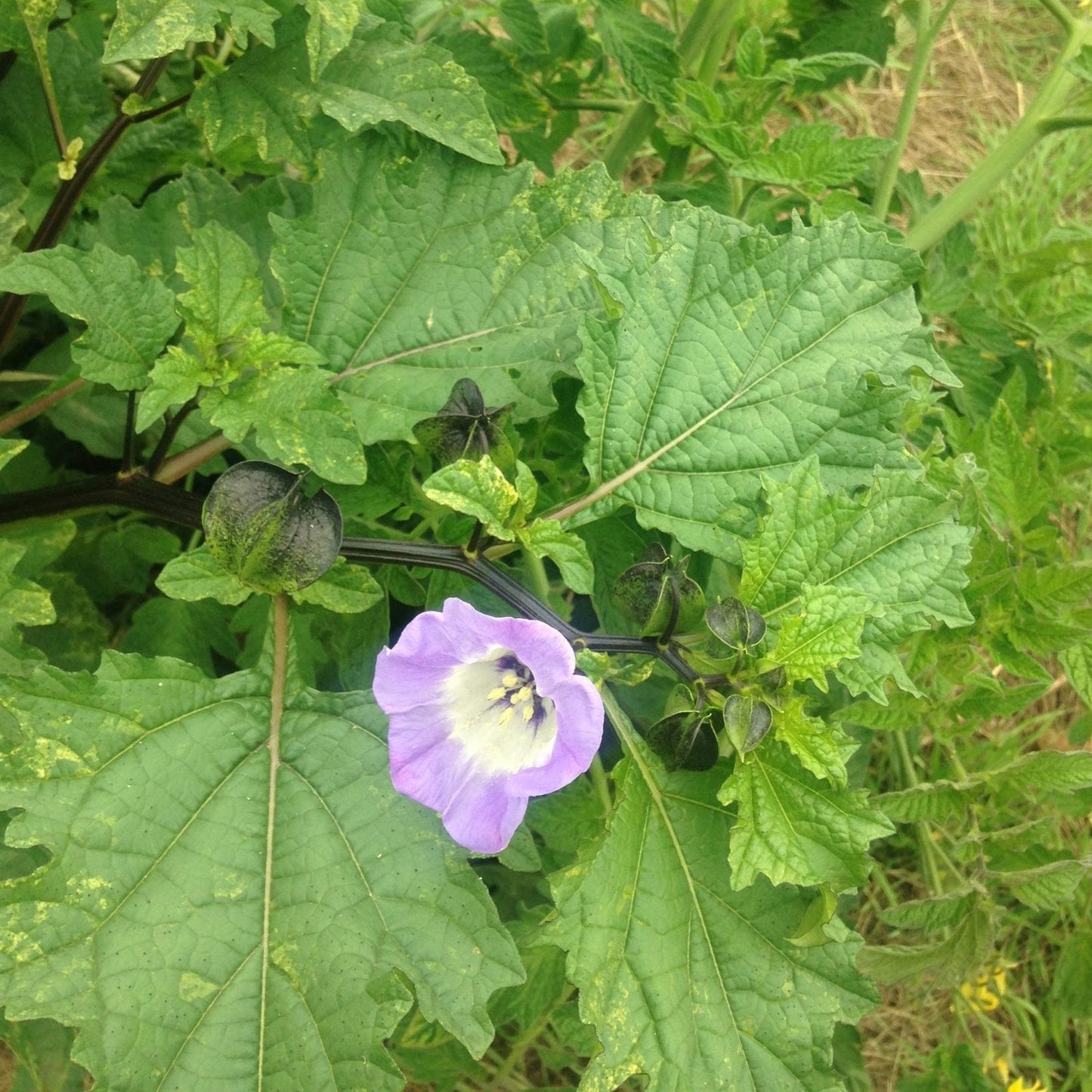 Shoofly/Black Chinese Lantern