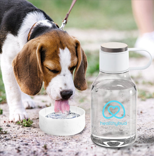 Water Bottle & Dog Bowl