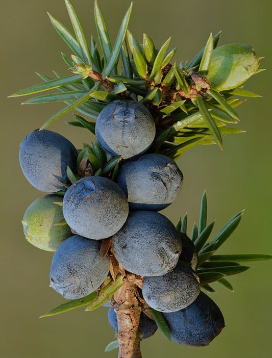 Juniper Soap